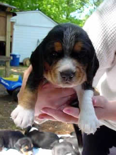 foot beagle puppies