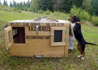 Training a Beagle pup.