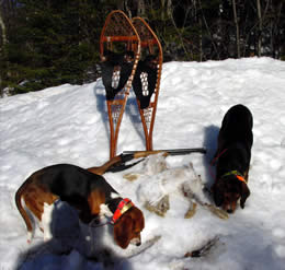 Wintertime snowshoe hare hunting