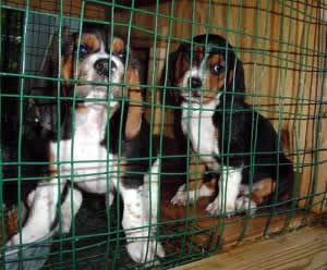 Building a Puppy Palace for Beagles.