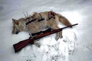 NH Coyote Hunting