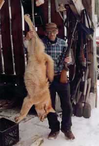 NH Coyote Hunting