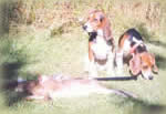 Started Beagles For Sale