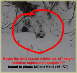 Searching for snow dogs