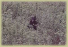 A big NH Black Bear awaits you...