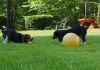 brandy_buddy_tug_war.jpg
