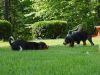 brandy_buddy_tug_war2.jpg