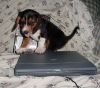 brandy_laptop.jpg