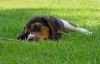 brandy_lounging1.jpg