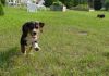 brandy_running.jpg