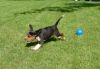 brandy_running2.jpg