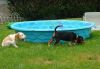 brandy_suzy_pool.jpg