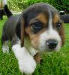 daisy1.jpg