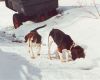 katie_annie_snow.jpg
