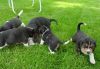 litter7.jpg
