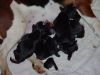 newborns3.jpg