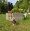 planter_pup_opt.jpg