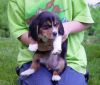 pup_held_by_child_opt.jpg