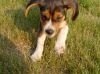 pup_running2_opt.jpg