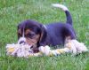 pup_with_rope_opt.jpg