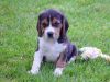 puppy_on_lawn_opt.jpg