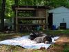 puppy_palace7_opt.jpg