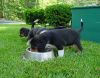 pups001.jpg