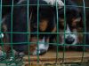 pups002.jpg