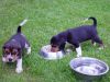 pups_eating_on_lawn_opt.jpg