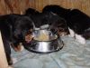 pups_feeding2.jpg