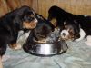 pups_feeding3.jpg