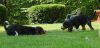 pups_tug_of_war2.jpg