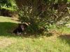 pups_under_shrub_opt.jpg