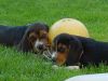 pups_with_tutherball.jpg