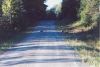 3_dogs_crossing_road.jpg
