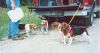 4_pups_after_running_columbia.jpg
