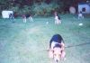 5_dogs_camp.jpg