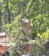 deer_behind_brush1.jpg