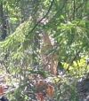 deer_behind_brush2.jpg
