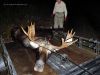 new_arner-moose-2005.jpg