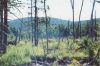 moose_mt_bog.jpg