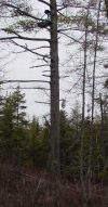 typical_tree_stand3.jpg