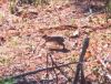 hare_brown03.jpg