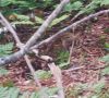 hare_brown_running01.jpg