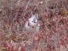 hare_sitting_up.jpg