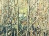 hare_white3.jpg