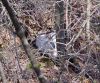 hare_white8.jpg