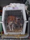 dogs_hare_crate.jpg