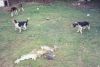 dogs_hare_grouse.jpg