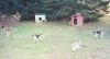 dogs_hare_grouse2.jpg